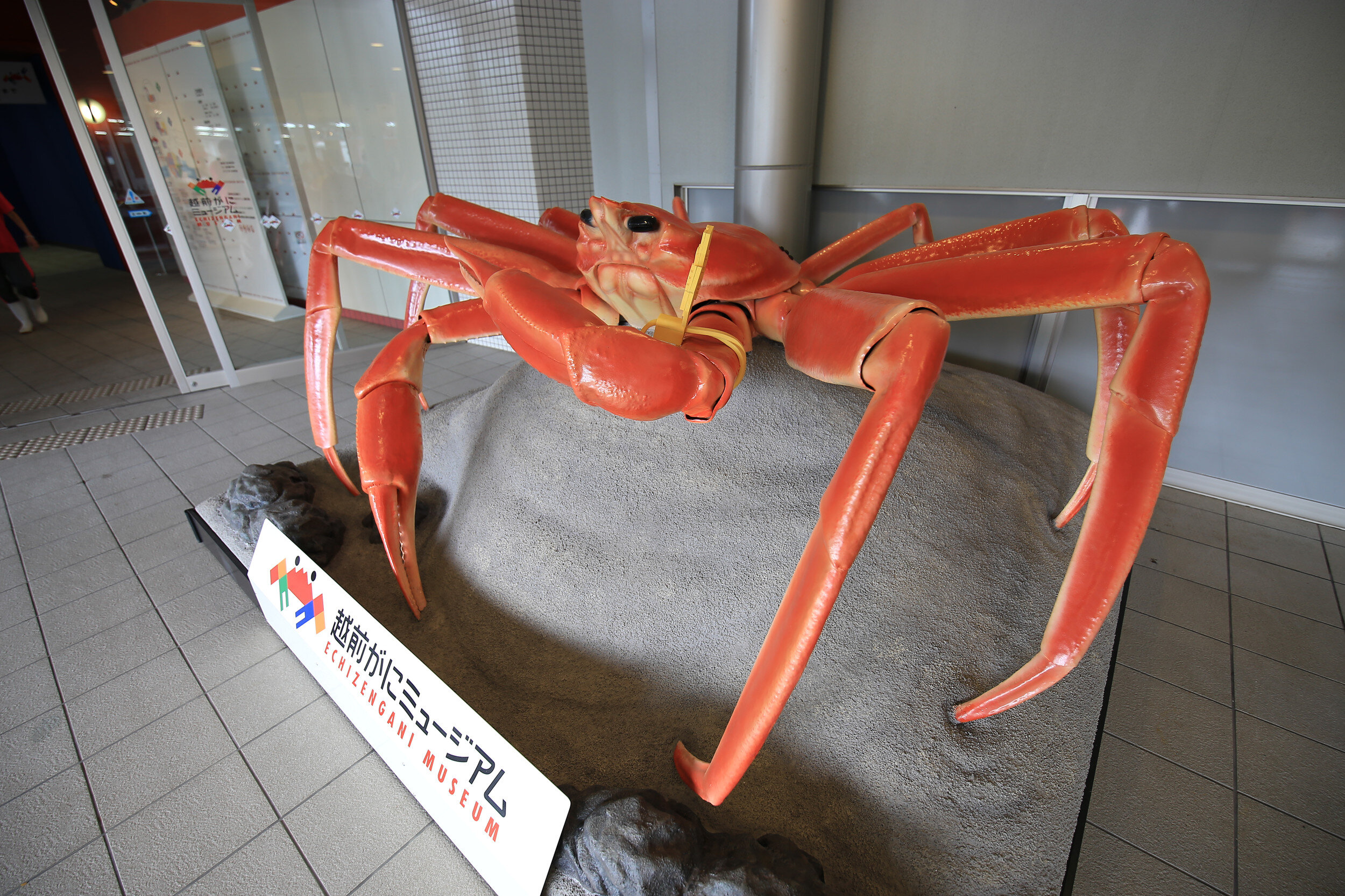 75越前がにミュージアム.jpg